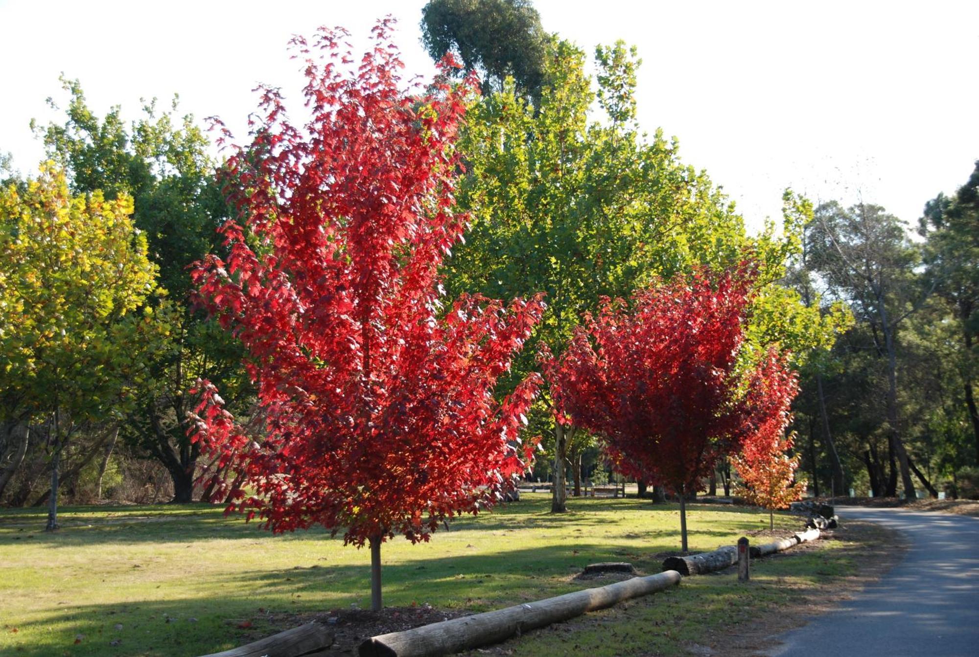 Beechworth Lake Sambell Caravan Park Ngoại thất bức ảnh
